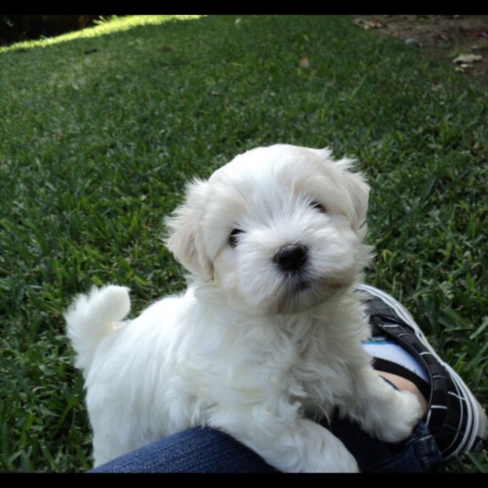 Meet your Posher, Sophia